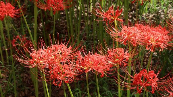 深紅の絨毯 深紅の絨毯 ヒガンバナ,秋,赤の写真素材