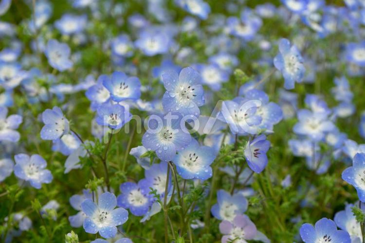 慈眼寺公園のネモフィラ ネモフィラ,花,春の写真素材