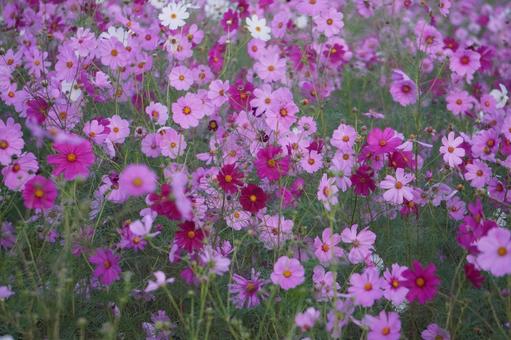 コスモス畑の写真