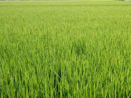 【風景写真】田んぼの風景 【風景写真】田んぼの風景の写真