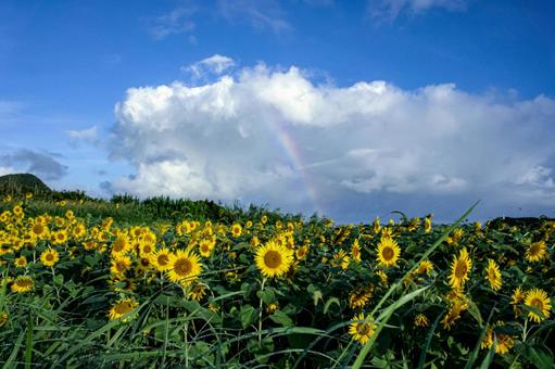 R<五島の風景>虹が出た青空とひまわり畑 R<五島の風景>虹が出た青空とひまわり畑の写真