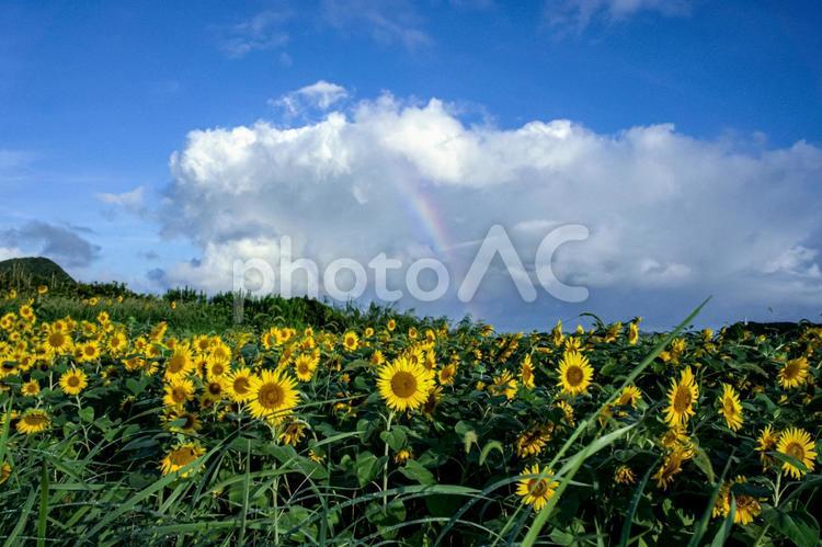 ＜五島の風景＞虹が出た空と夏のひまわり畑 風景,夏,虹の写真素材