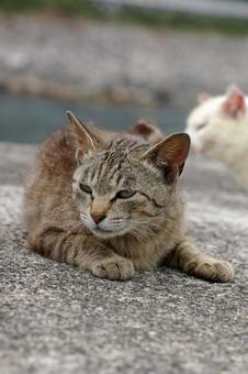 くつろぐ堤防のキジトラ猫② くつろぐ堤防のキジトラ猫② ネコ,キジトラ猫,ノラ猫の写真素材