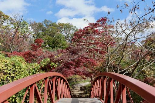 横浜, こどもの国の白鳥湖と紅葉 紅葉,こどもの国,白鳥湖の写真素材