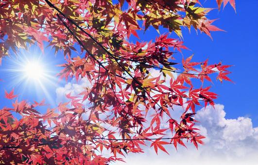 赤いもみじの紅葉と青空・太陽光 赤いもみじの紅葉と青空・太陽光 もみじ,秋,紅葉の写真素材
