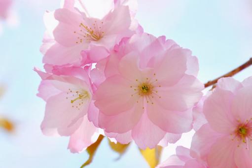 紅色の桜 紅豊 紅色の桜 紅豊 桜,紅豊,八重桜の写真素材