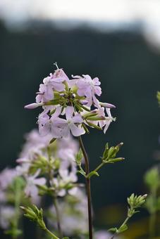 ひっそりと可憐な薄紫の花 シャボンソウ ひっそりと可憐な薄紫の花 シャボンソウ サポナリア,シャボンソウ,ソープワートの写真素材