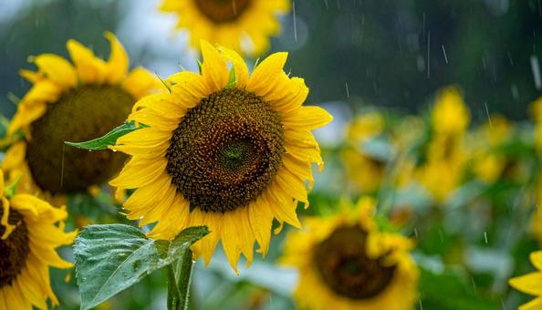 雨に濡れたヒマワリ 雨に濡れたヒマワリの写真