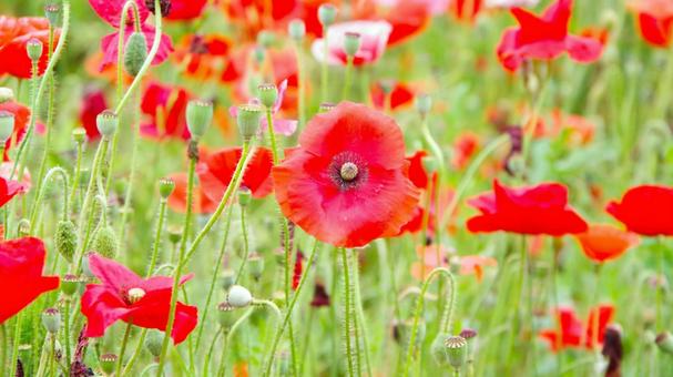 赤いポピーの花(ポピー畑から) 赤いポピーの花(ポピー畑から)の写真