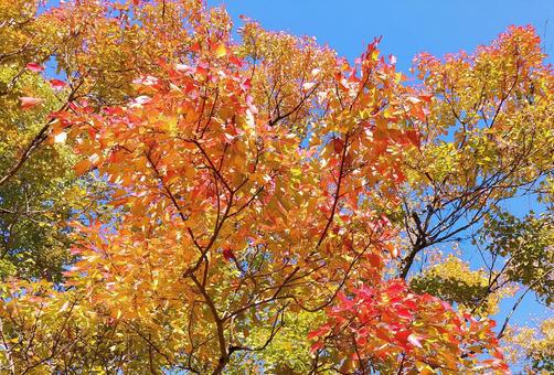 秋の風景/鮮やかな木々の紅葉 秋の風景/鮮やかな木々の紅葉 紅葉,秋,カエデ科の写真素材