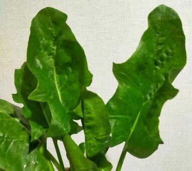 ほうれん草　葉っぱ　 ほうれん草,葉っぱ,野菜の写真素材