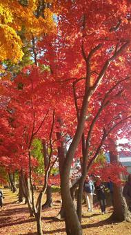 紅葉 紅葉 もみじ,モミジ,秋の写真素材