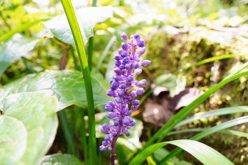 ヤブラン ヤブラン,花,淡紫色の写真素材