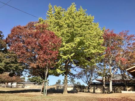 色とりどり、秋の青空 秋,奈良公園,天気の写真素材