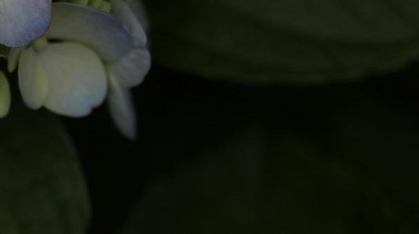 紫陽花 [無加工]版 縦横16:9 水色,黄緑,無修正の写真素材