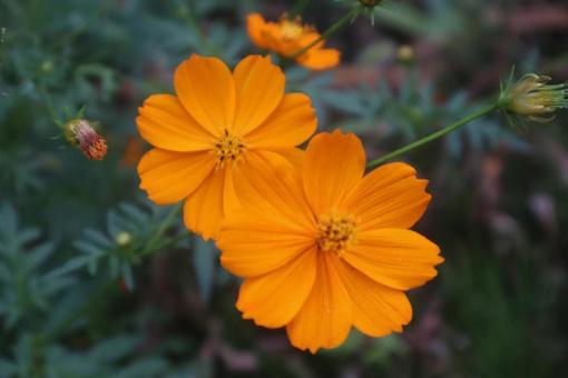 キバナアキザクラ キバナアキザクラの写真