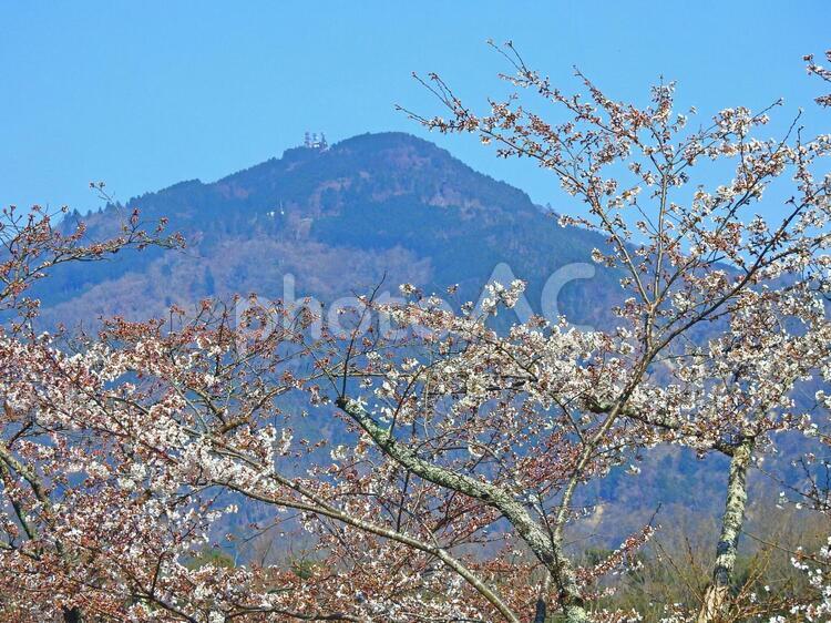 咲き始めた京都の桜と比叡山 比叡山,桜,春の写真素材