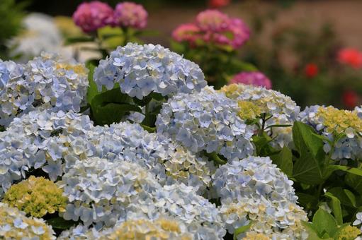 紫陽花 紫陽花の写真