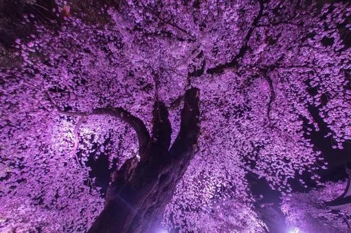 幻想的な夜桜 幻想的な夜桜 夜桜,桜の木,花びらの写真素材
