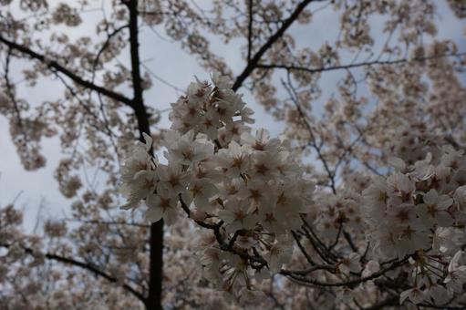 満開のさくら 満開のさくらの写真
