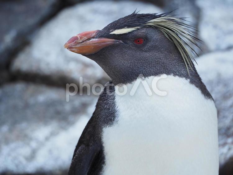 ペンギンの横顔 ペンギン,キタイワトビペンギン,動物園の写真素材