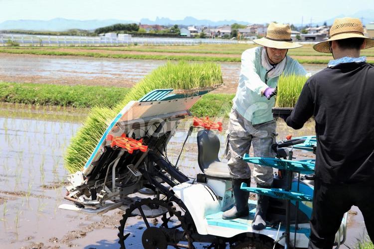 親子で行う田植えの様子 田植え,人物,農作業の写真素材