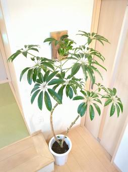 観葉植物 ツピタンサス 10号鉢 観葉植物 ツピタンサス 10号鉢 観葉植物,ツピタンサス,10号鉢の写真素材