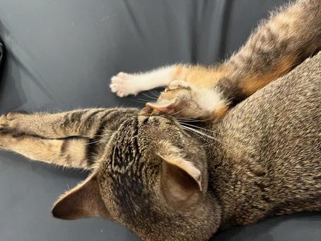 キジトラと子猫の三毛猫 キジトラと子猫の三毛猫の写真