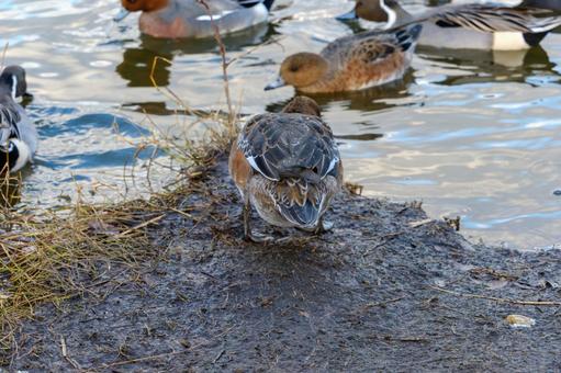 水辺に集うヒドリガモたち ヒドリガモ,鳥,野鳥の写真素材