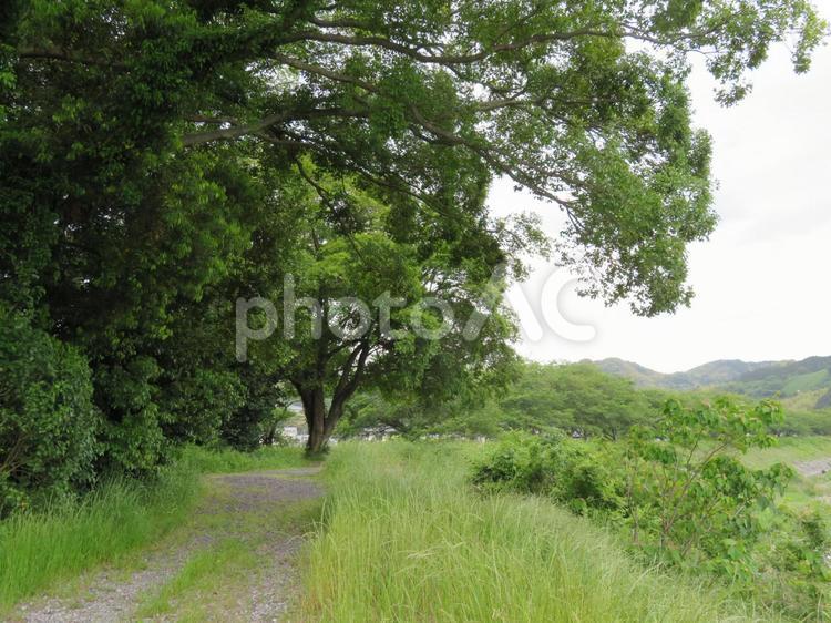 広く生い茂った緑の風景 風景,植物,緑の写真素材