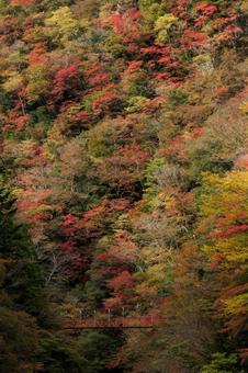 紅葉のべふ峡（別府峡谷の赤い吊橋） べふ峡,別府峡,物部川の写真素材