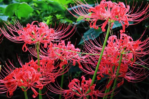 彼岸花の咲く絶景(秋を彩る曼珠沙華) 彼岸花の咲く絶景(秋を彩る曼珠沙華) 彼岸花,曼珠沙華,リコリスの写真素材