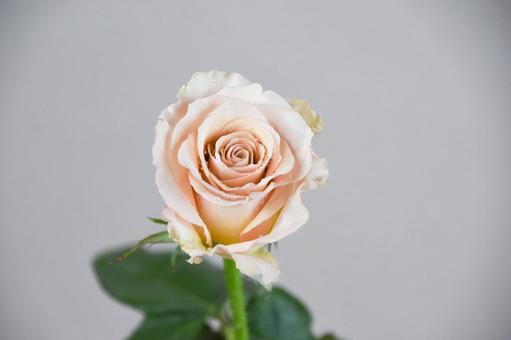 コーラルピンクのばら コーラルピンクのばらの写真