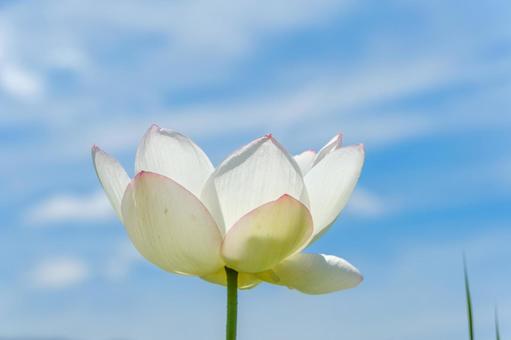 青空に咲く白い蓮の花 青空に咲く白い蓮の花の写真