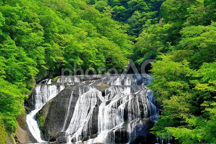 新緑の袋田の滝（茨城袋田） 滝,名瀑,日本三大名瀑の写真素材