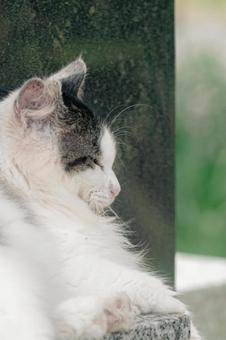 うたた寝猫 うたた寝猫 猫,ねこ,ネコの写真素材