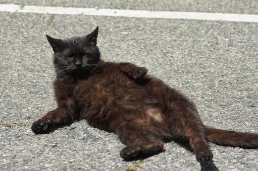 ねこ にゃんこ,可愛い,野良猫の写真素材