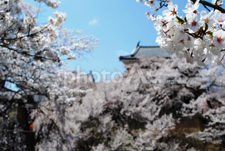 上田城千本桜まつり 上田城跡公園,上田城千本桜祭り,長野県の写真素材