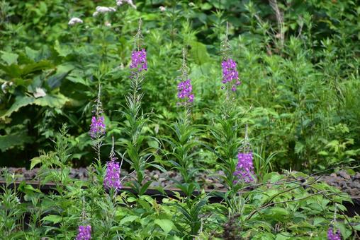 可憐な紫 ヤナギラン 夏の北海道 可憐な紫 ヤナギラン 夏の北海道の写真