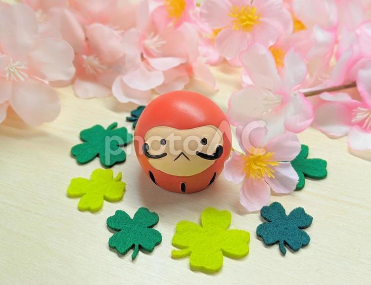 合格祈願のダルマと満開の桜＆四つ葉２ 合格祈願,桜,ダルマの写真素材