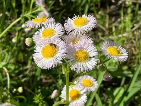 ハルジオン ハルジオンの写真