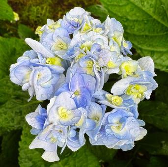 あじさい_2025_9の写真