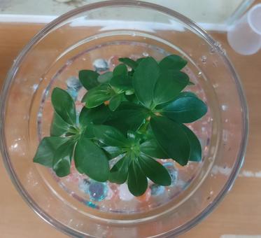 葉っぱ 葉っぱの写真