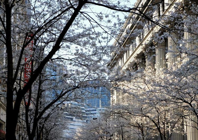 江戸桜通りの桜１ 江戸桜通り,花,桜の写真素材