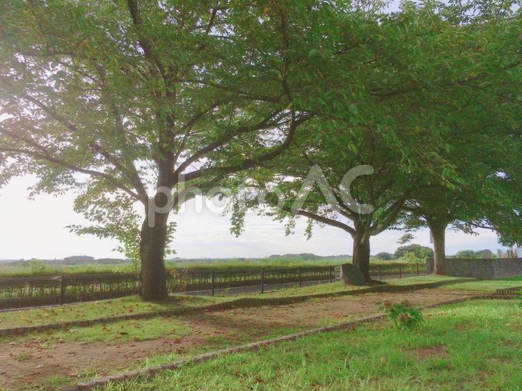 木漏れ日 空,晴れ,公園の写真素材
