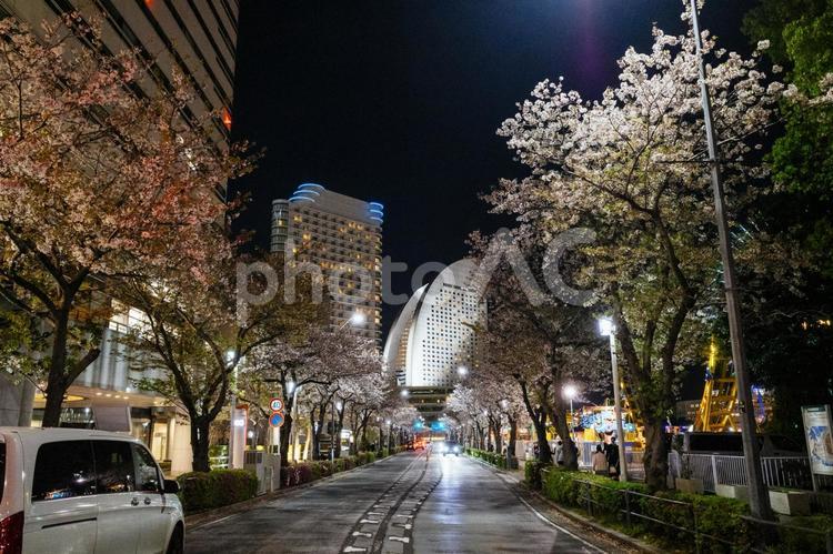 みなとみらいの夜桜 みなとみらいの夜桜,夜桜,桜の写真素材