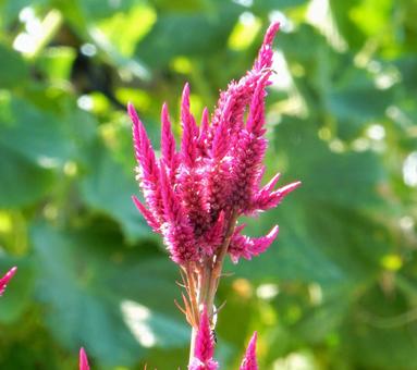 【花の写真】赤いケイトウの花 【花の写真】赤いケイトウの花の写真