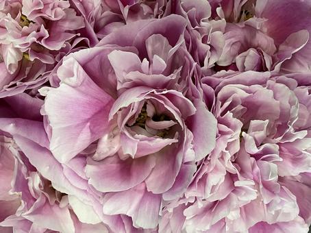 花(ダリア) 花(ダリア)の写真