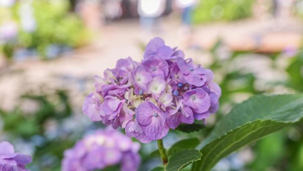 紫陽花 紫陽花,アジサイ,花の写真素材