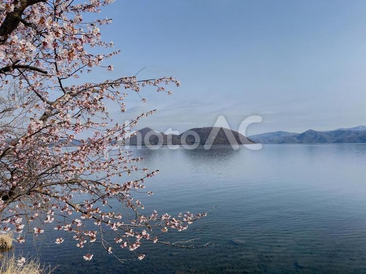 桜と洞爺湖 春,桜,洞爺湖の写真素材